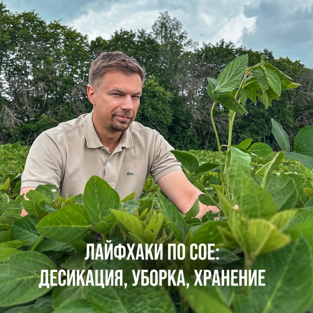 Впереди у нас 3 важных этапа по сое:
- Десикация.
- Уборка.
- Хранение.

Делюсь с вами 3мя вопросами из конспекта "100 вопросов по сое" на эти темы:

№90. Нужно ли делать десикацию сои? Плюсы и минусы, чтобы не вылить деньги впустую.

№92. Когда начинать убирать сою? Чтобы уменьшить потери и получить качественную товарную и семенную сою.

№94. Что делать, если соя в складе влажностью 15-18%, а сушилки нет? Как правильно работать в складе, чтобы сохранить сою и не потерять качество.

Ответы на эти вопросы можно получить бесплатно по ссылке в телеграм-боте:
http://t.me/Tokmakov_Soya_bot

Уверен, вам будет полезно!