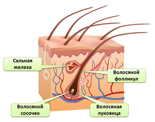 Схема строения волос