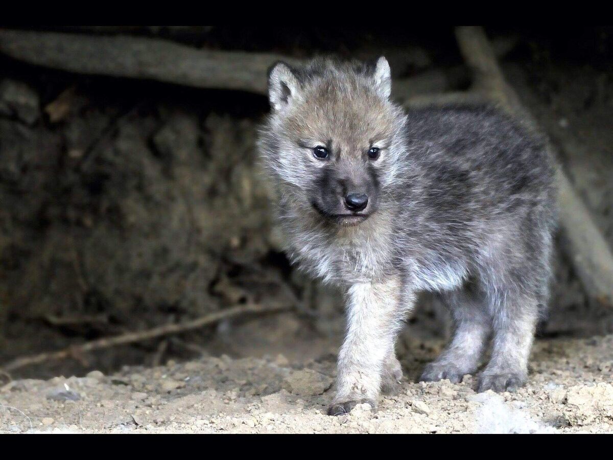 Фото из доступного источника