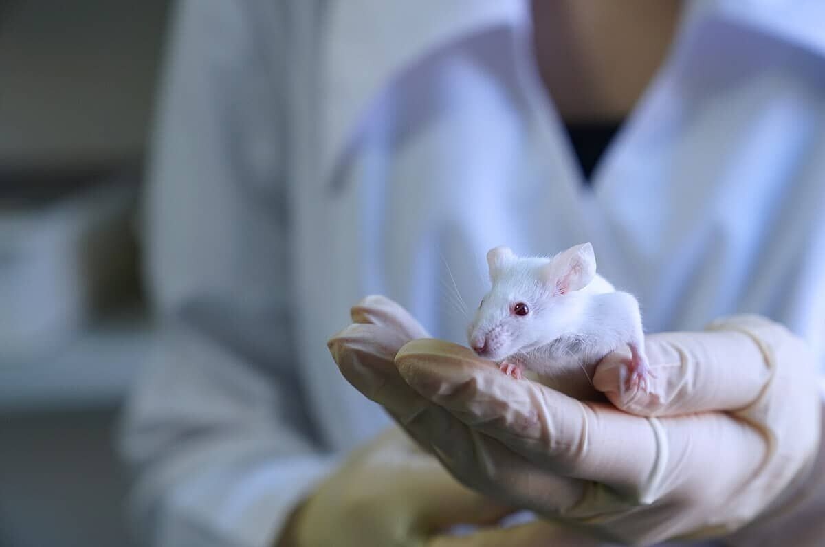    Чтобы экспериментально проверить эффективность терапии летрозолом и иринотеканом, ученые провели эксперименты на так называемой мышиной модели болезни Альцгеймера / © Иоанна Чернова, Wikimedia Commons