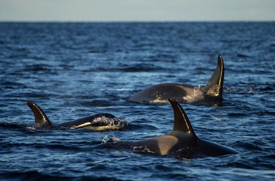    Michael Weberberger/imageBROKER.com/Global Look Press