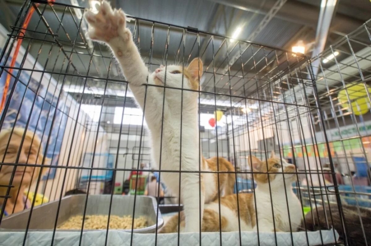    На новой набережной Тольятти пройдет «Хвостатый пикник»