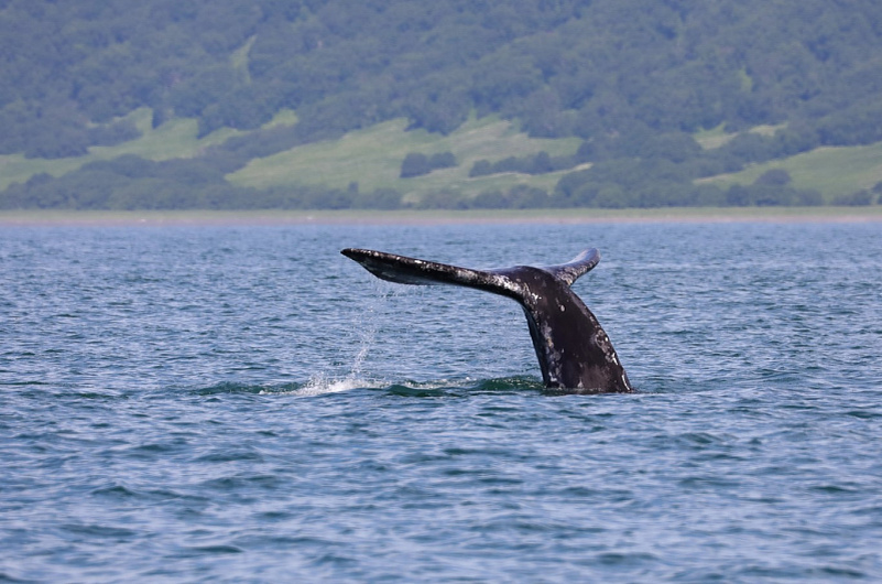 Евгения Волкова