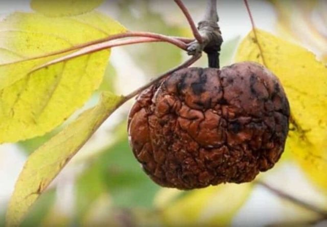 Такая мумифицированная «красота» может стать причиной распространения опасного грибка по всему участку