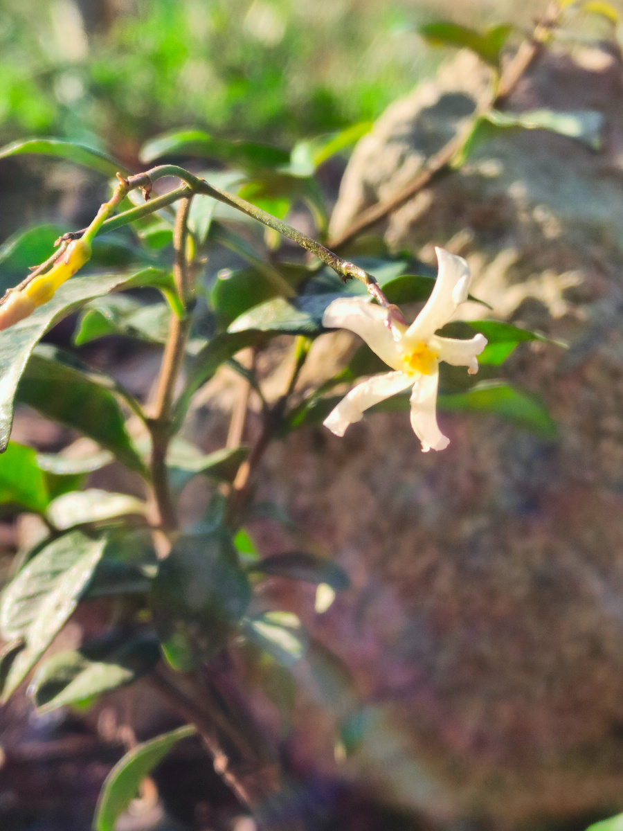 Трахелоспермум цветёт 