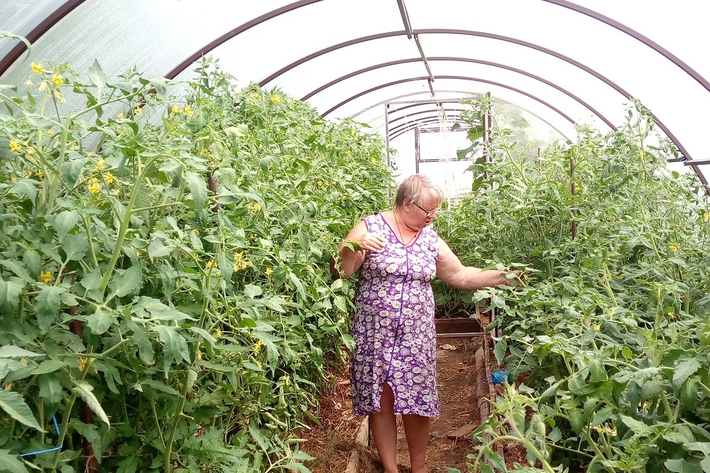    В период роста и созревания плодов лучше не использовать ряд удобрений