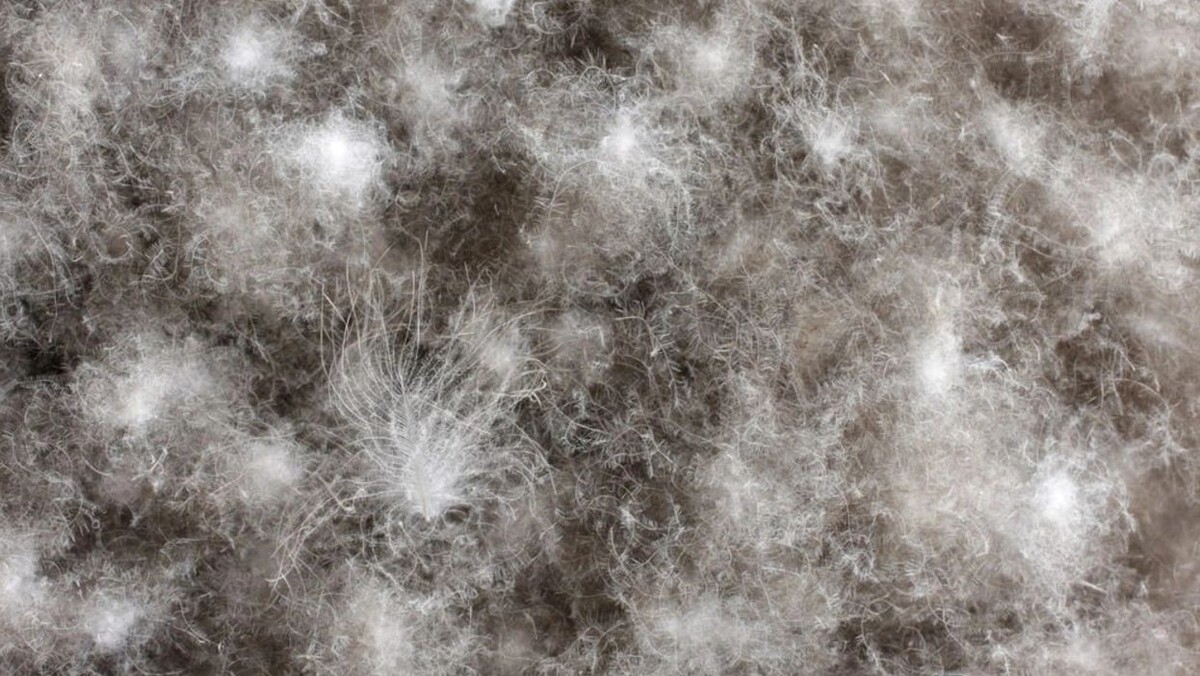    Гагачий пух, макросъемка. Фото: Ingrid Maasik / Shutterstock / Fotodom