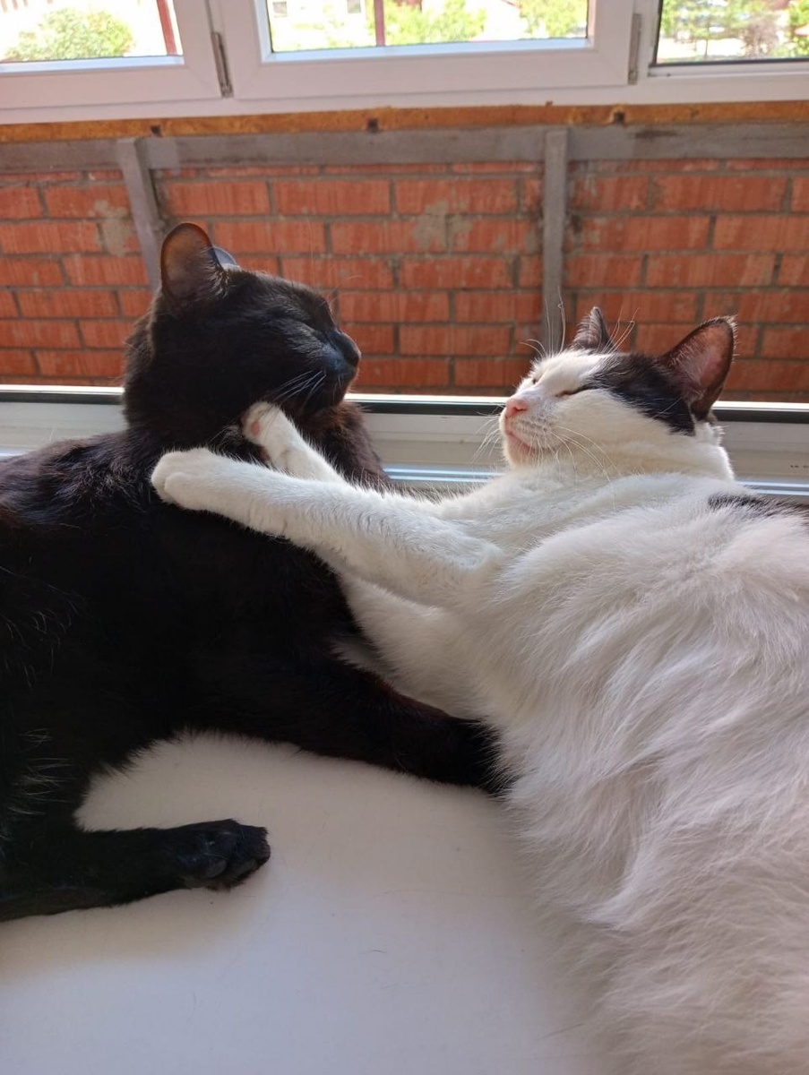 Старшая кошечка в доме с первого дня усыновила его, как своего малыша!