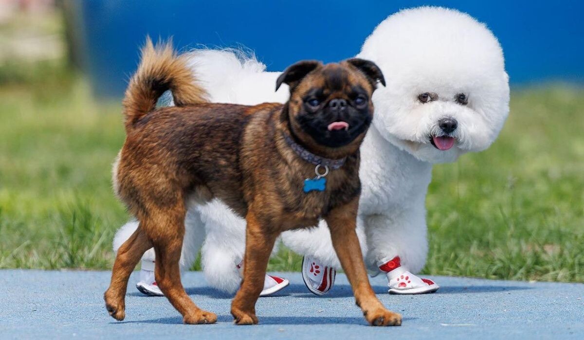     Собаки. Источник: mos.ru Автор фото: Пресс-служба Мэра и Правительства Москвы