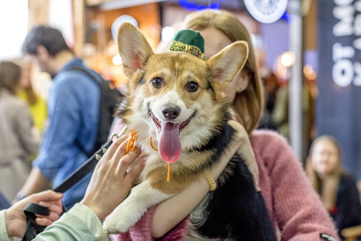    Необычные собачьи клички дают москвичи своим питомцам