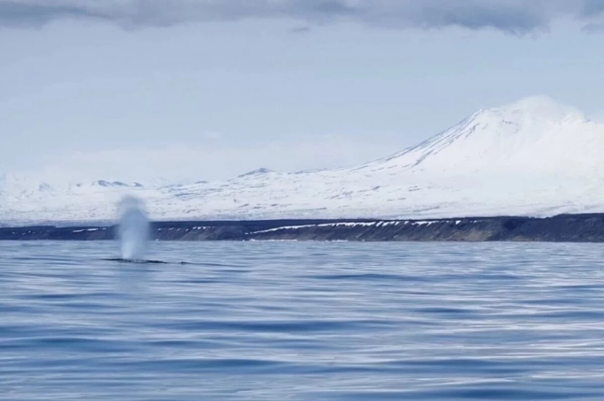   У берегов Камчатки киты запутались в неводе