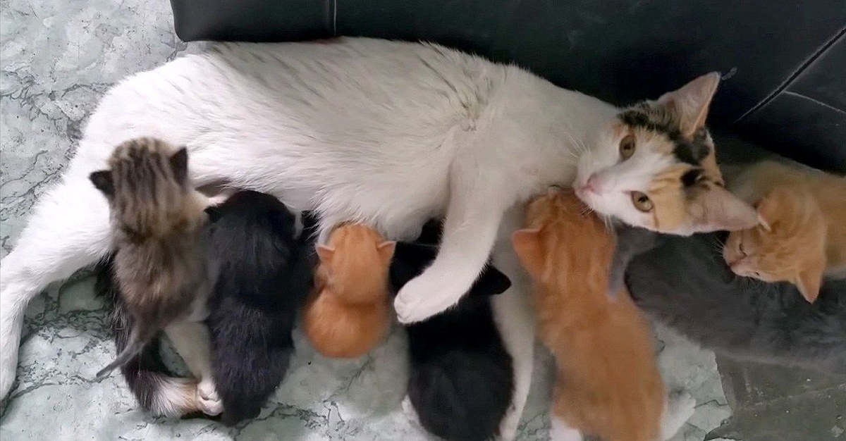 Кошка одна, а котята разные, как так?