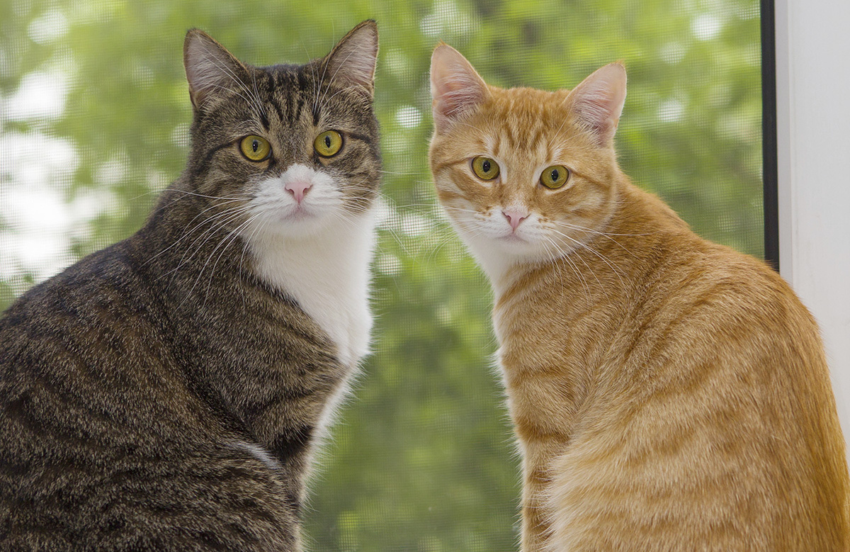 У таких родителей шанс того, что котята будут разные - огромен