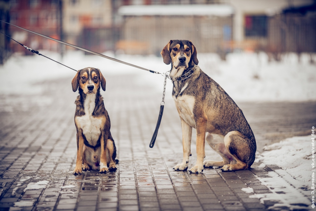 Раф и Бруно