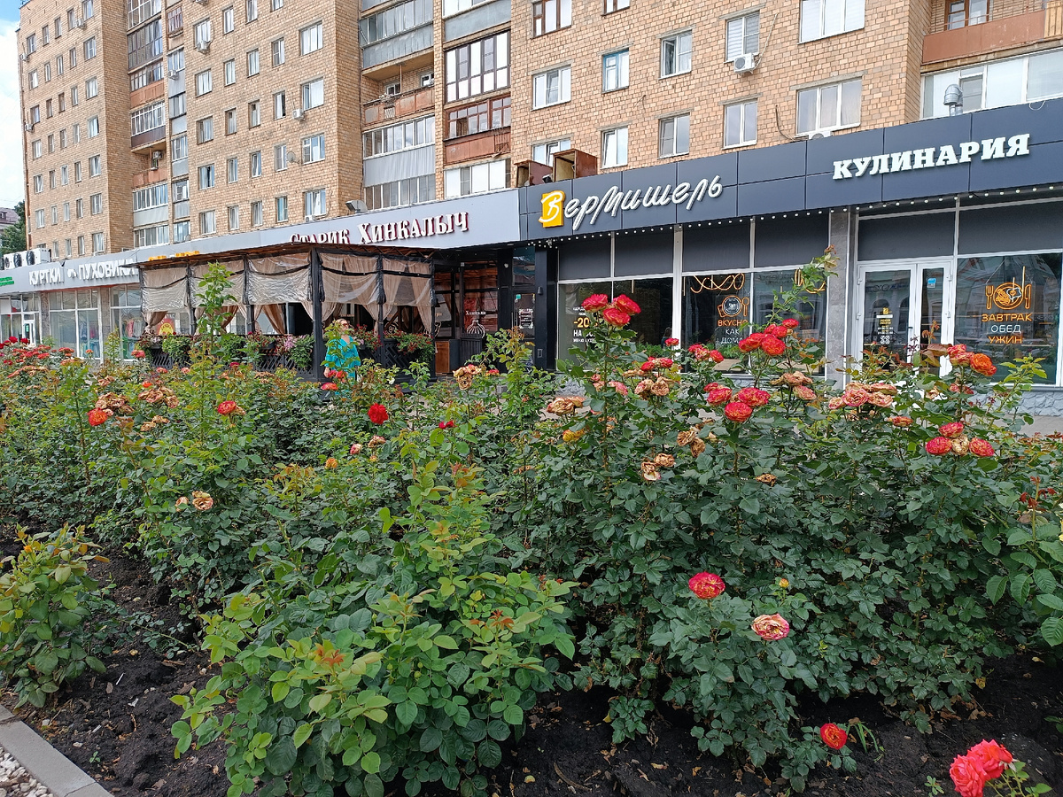 Клумбы на улице Ленина, розы пора обрезать 😃