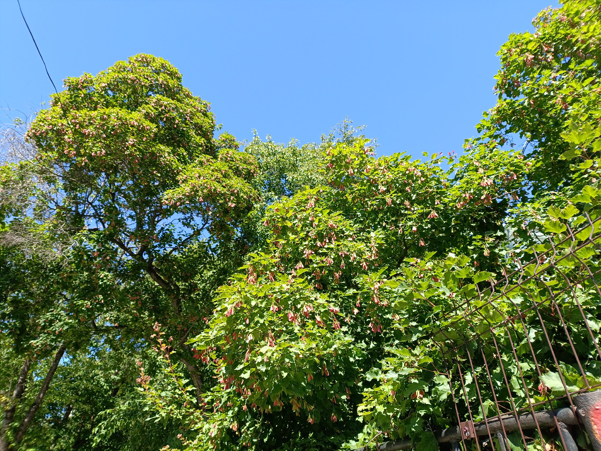 Природа радуется