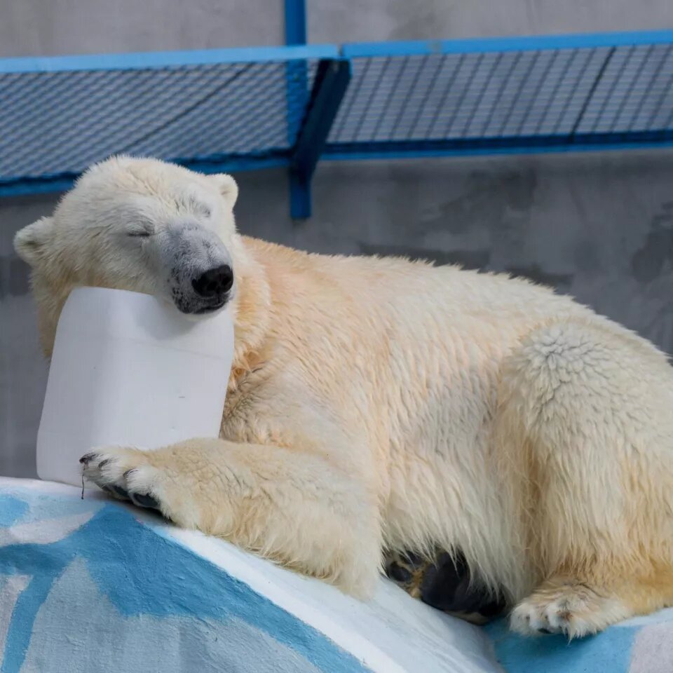    Белый медведь. Источник: zoonovosib.ru