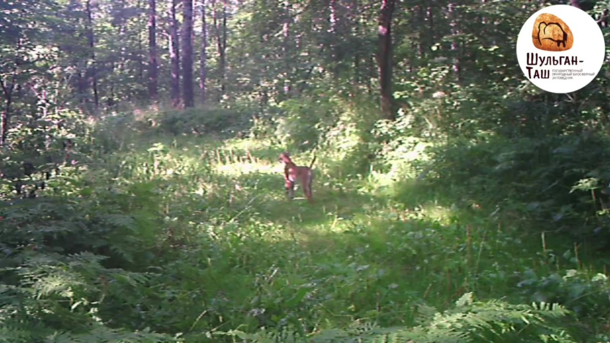    В государственном заповеднике «Шульган-Таш» в Башкортостане фотоловушка запечатлела рысь