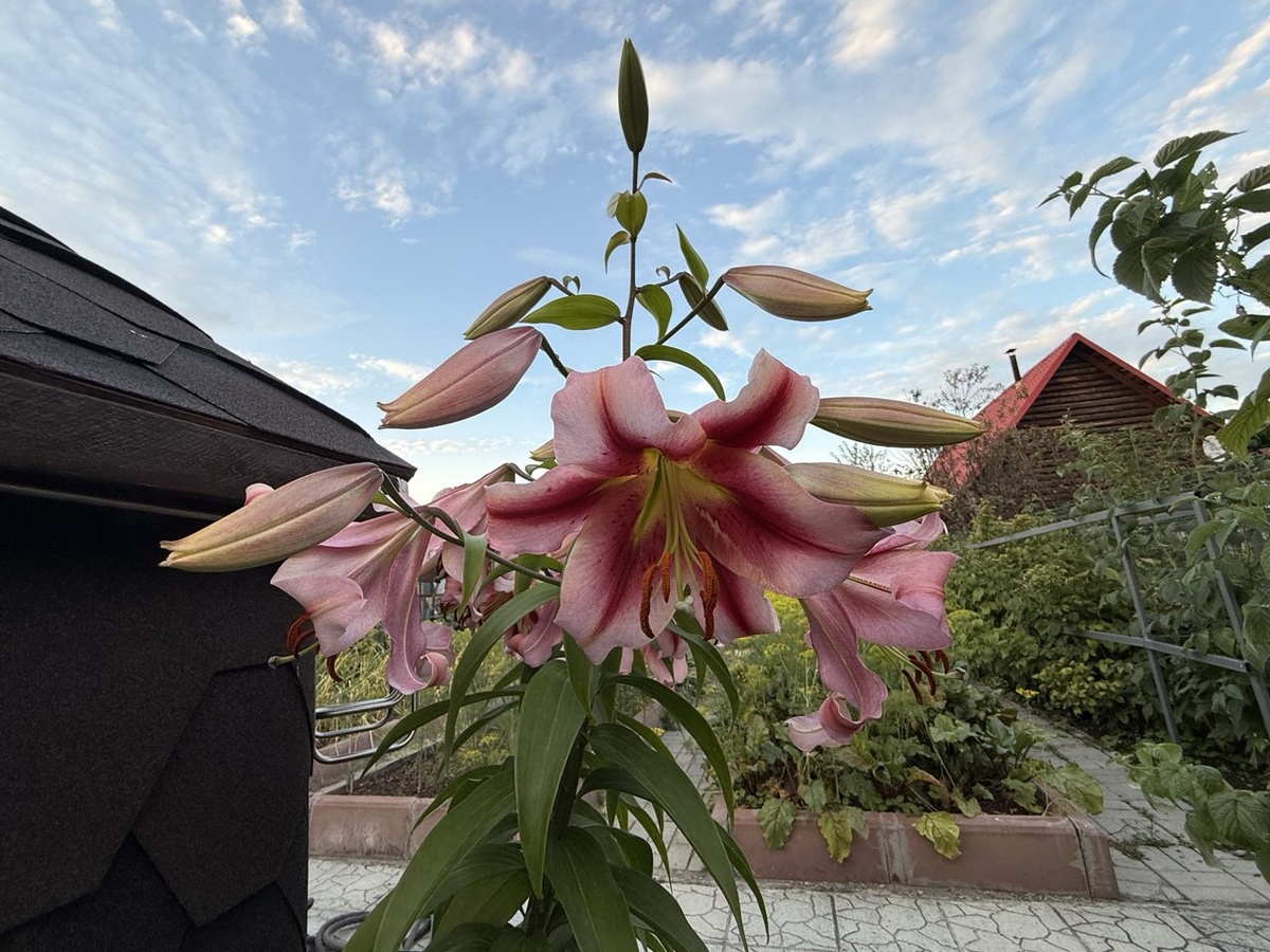 ОТ гибрид. Фото автора канала Дом с кипарисами