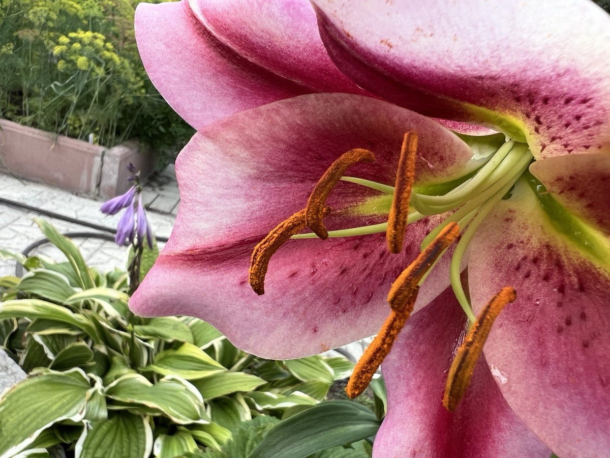 Фото автора канала Дом с кипарисами