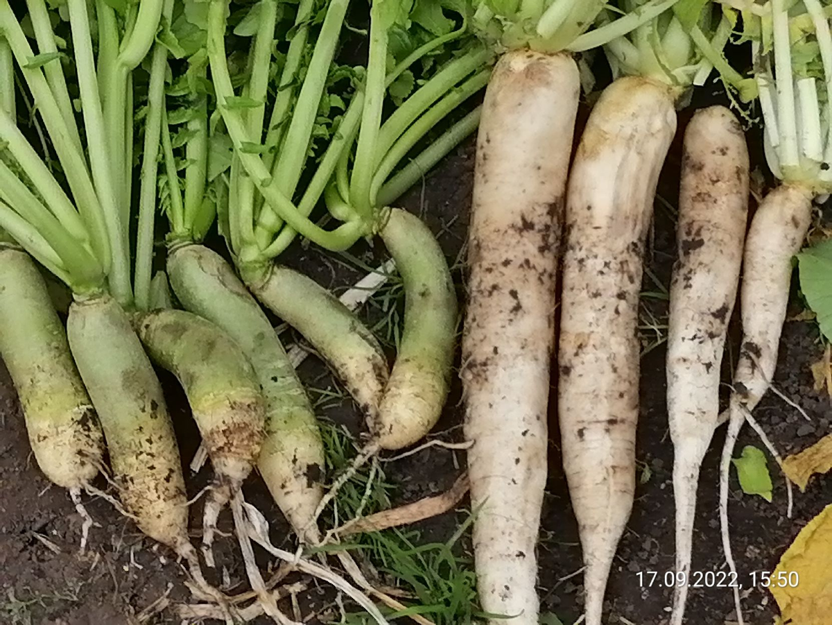 Фото из архива - дайкон Миноваси и редька Мисато Грин