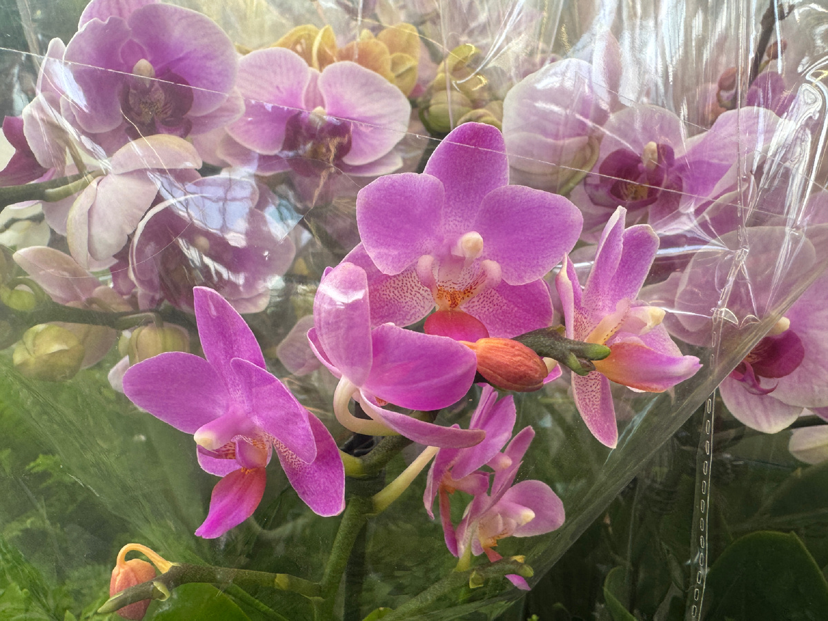 Ароматная орхидея