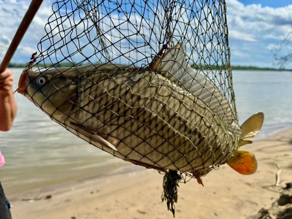    Рыбалка в Алтайском крае. Источник: Алтайское Рыболовное Сообщество / vk.com