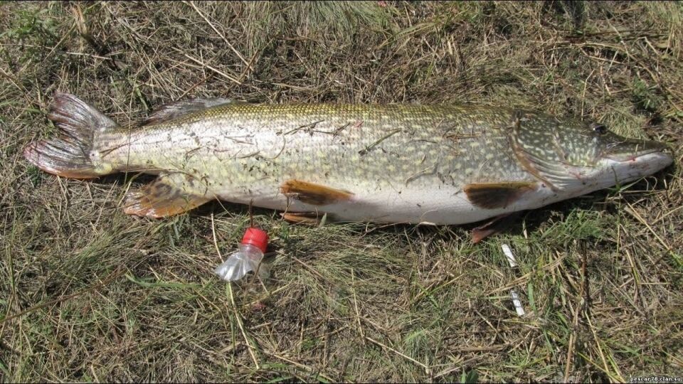    Рыбалка в Алтайском крае. Источник: Алтайское Рыболовное Сообщество / vk.com