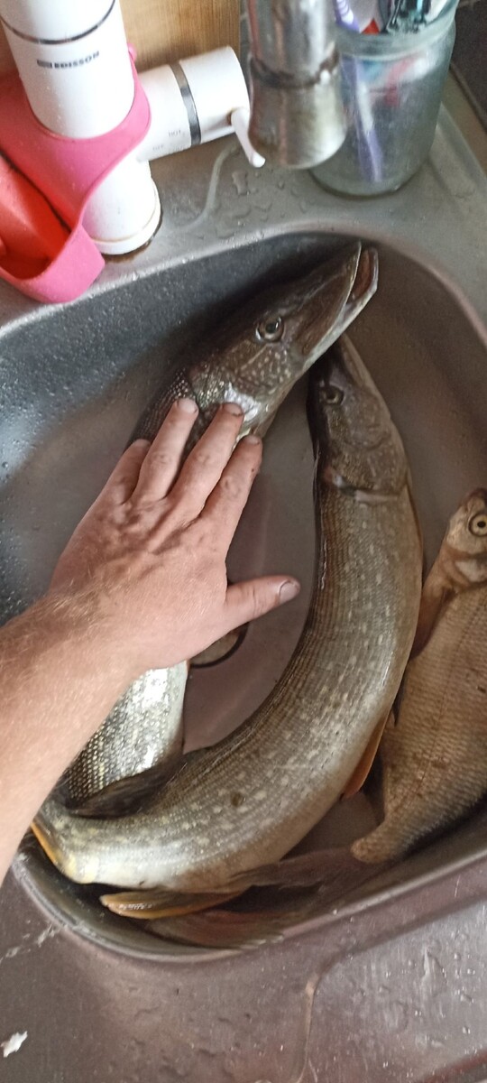    Рыбалка в Алтайском крае. Источник: Алтайское Рыболовное Сообщество / vk.com