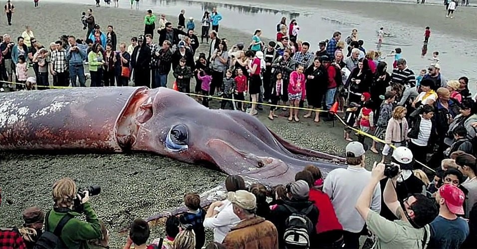 23 июля 2002 — у берегов Тасмании нашли гигантского кальмара