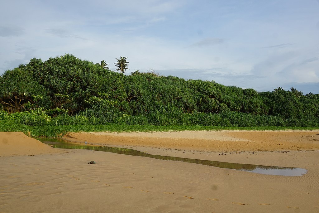 Автор фото: Pavan Lulla. Источник: Wikimedia