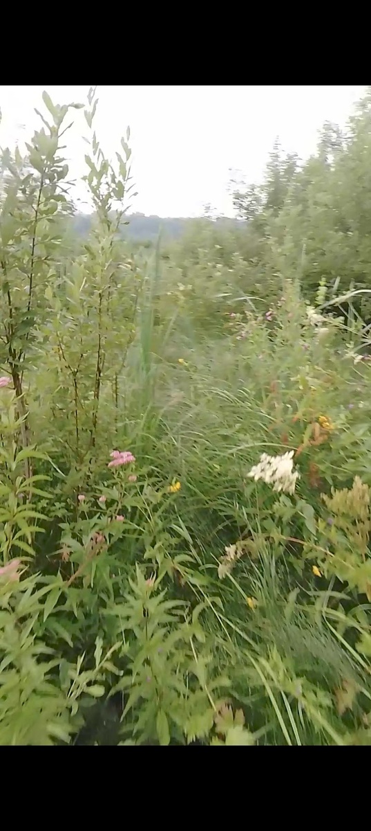 Друзья ездил на рыбалку. Погода супер, небо затянуто мглою, мелкий дождик, ветра нет. Короче со спиннингом иду к воде, на Волге . Место попалось для подхода непроходимое. Представляете всё заросло ивняком и трава по пояс. Десять метров ,десять минут тащился. Но зато когда вышел, сразу понял место клёвое, завтра будет. Три часа экспериментировал с насадками и ничего. Воды правдо много, я бы сказал для Волги сейчас. Мальков у берега не видно почему то. И как бы я не бился рыба взаимностью не ответила. Ничего не поймал. Но свежий воздух, природа, тишина. Да и ладно что не поймал. Зато впечатлений, отдых, эмоции, стресс снял. Природа великое лекарстволекарствол