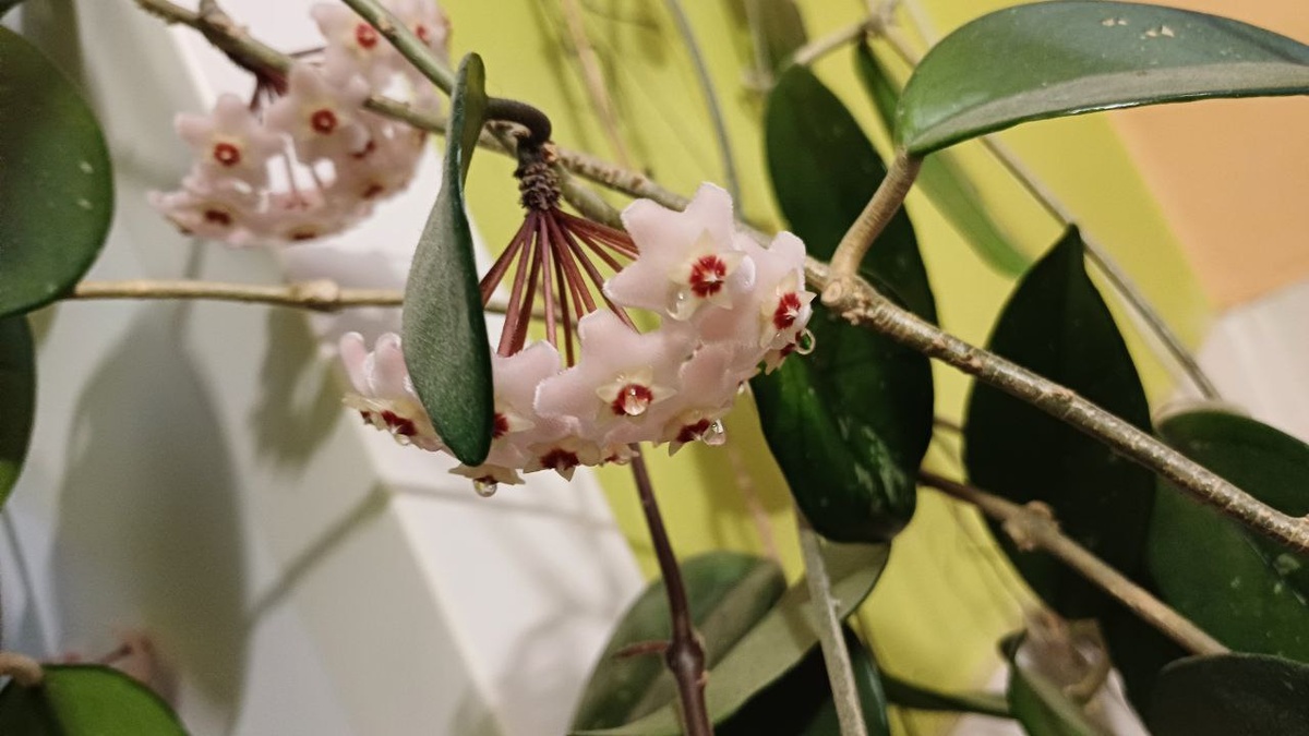 Какой же обалденный запах у меня на кухне, когда цвете хойя