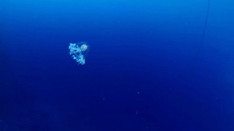    Фото: scubadesign/Shutterstock/Fotodom