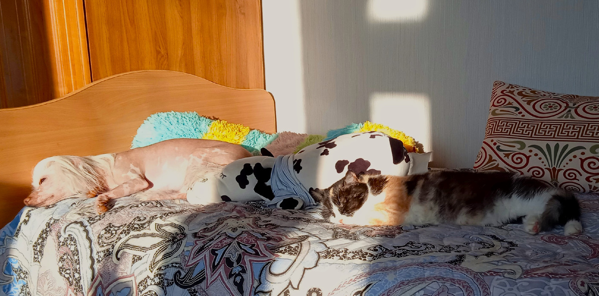 Джей Ло, безымянная коровка и Люсия