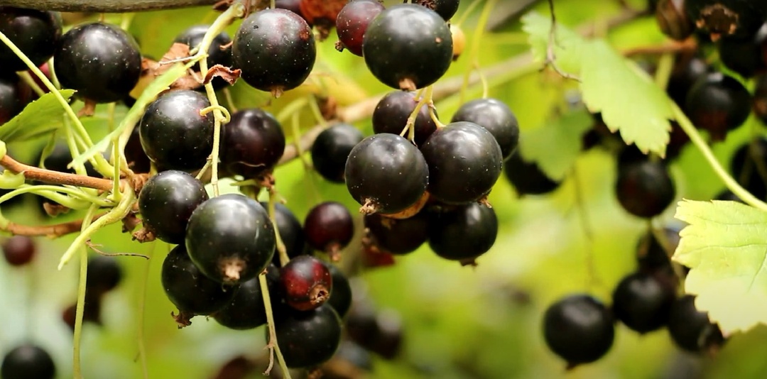 Уход за смородиной после сбора урожая: 6 шагов для восстановления кустов к следующему сезону. Подробное руководство