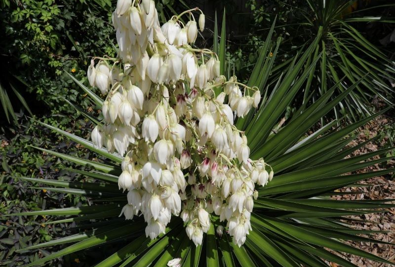 Уход за садовой юккой после цветения: мой опыт и секреты