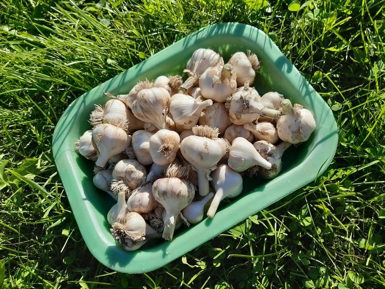    Фото: Лукьянов Дмитрий, AgroXXI.ru