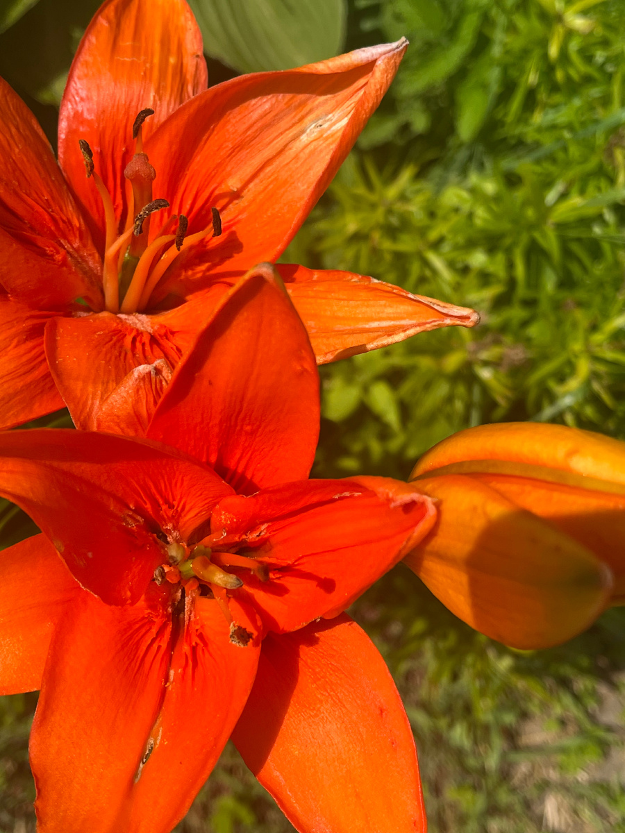 Июльская красота