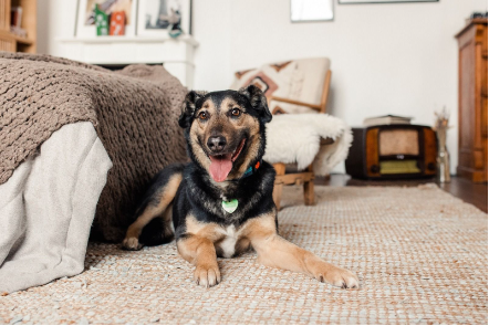 Сэм совсем не против провести несколько дней в отдельной комнате, ведь пока что он живёт в приюте и только ждёт встречи со своим человеком
