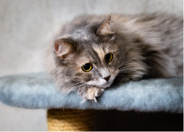 Кошачьи комплексы со «смотровыми площадками» — хороший вариант организации вертикального пространства. Красавица Патриция одобряет
