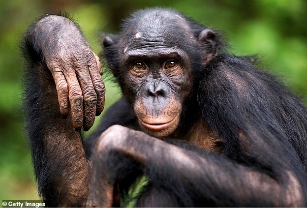 У обезьян-талапоинов доминирующий пол менялся в зависимости от окружающей среды.