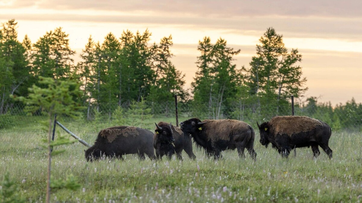    Фото: Юлия Чудинова/«Ямал-Медиа»