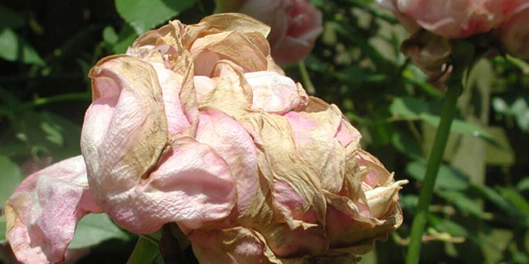 Гниют бутоны роз в конце июля - что это такое и как избавиться от напасти