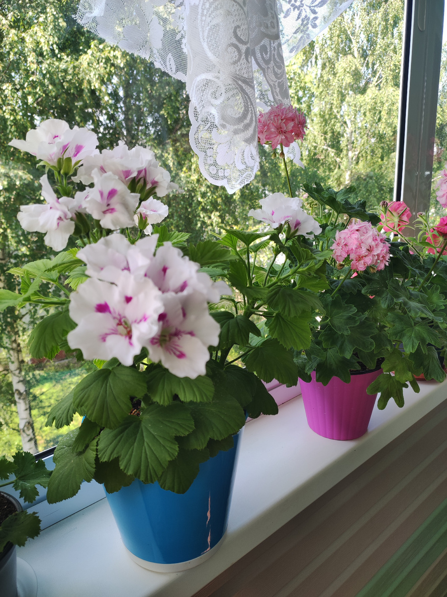 Пеларгонии на балконе.