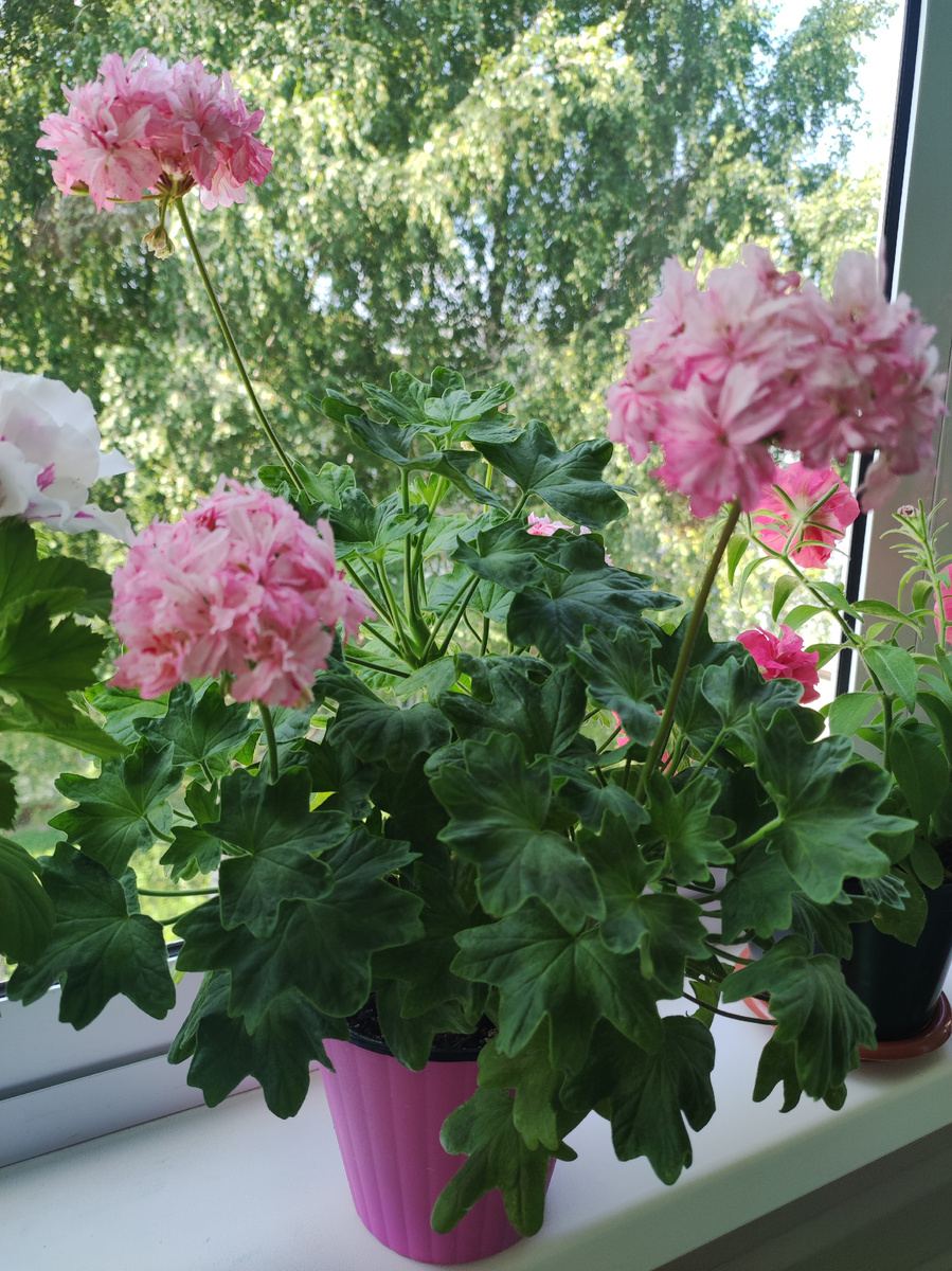 Пеларгония - стеллар: Richard Hadson.