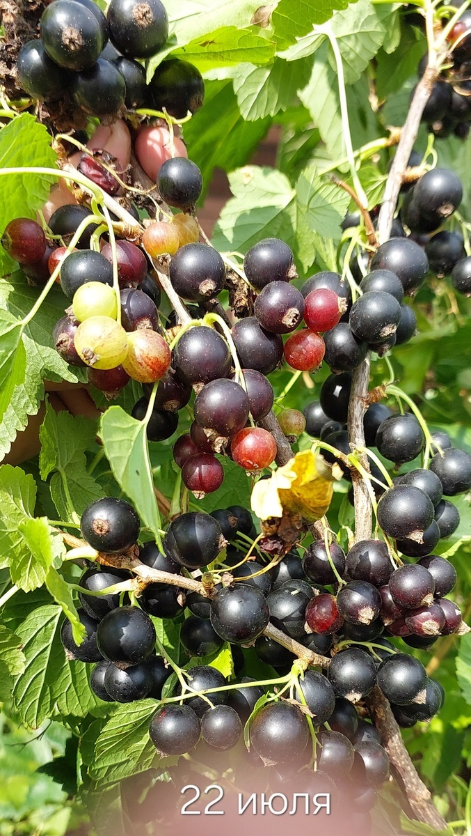 Главная проблема - ягоды зреют постепенно