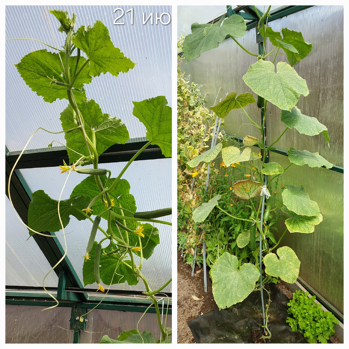 Куст посеянный в марте. Выглядит уже неважно. Но плодоносит.