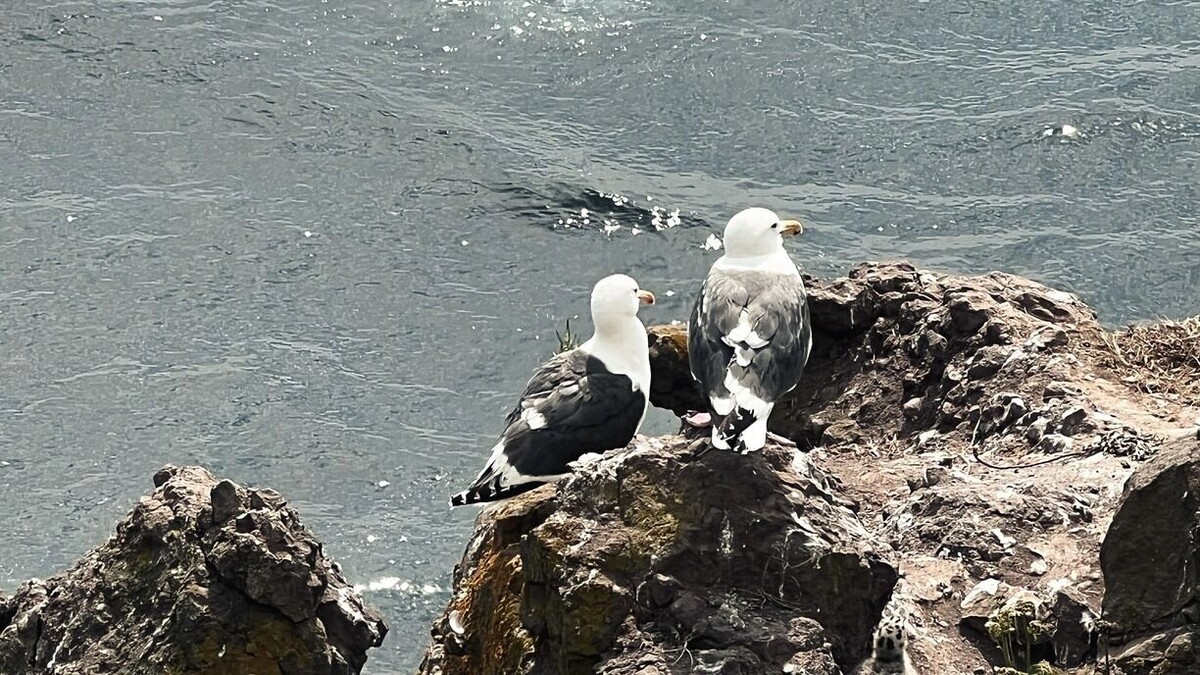     Источник: 1MI