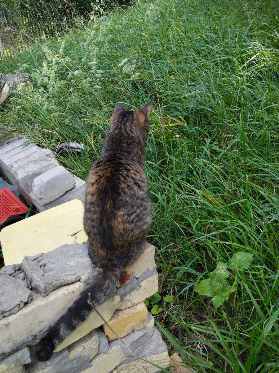 Красотка Чуфа для полюбоваться. 😸😸